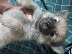 Pomeranian Dog