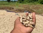 Dry Peanut