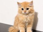 pearcian cat