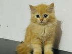 Persian Cat