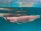 Pearl Arowana Fish