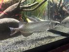 Pearl Arowana Fish