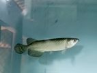 Pearl Arowana Fish