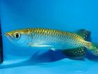 Pearl Arowana Fish