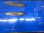 Pearl Arowana