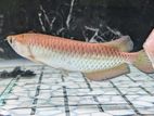 Pearl Arowana