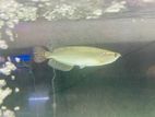 Pearl Arowana