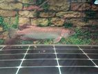 Pearl Arowana