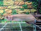 Pearl Arowana