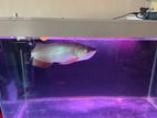 Pearl Arowana