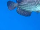 Arowana Fish