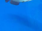 Pearl Arowana
