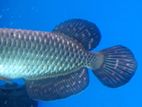 Pearl Arowana