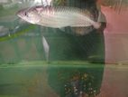 Pearl Arowana