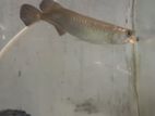 Pearl Arowana