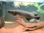 Pearl Arowana Fish