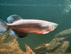 Pearl Arowana