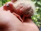Pearl Cockatiel Chick