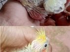 Pearl Cockatiel Chick