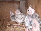 Pearl Cockatiel Chicks