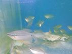Pearl Gourami