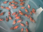 Pearlscale Goldfish
