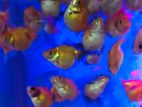 Pearl Scale Fish
