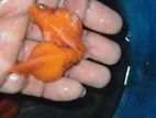 pearlscale fish