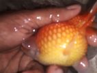 Pearlscale Fish