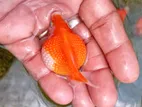 Pearlscale Gold Fish