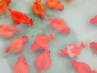 Pearlscale Gold Fish