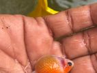 Pearlscale Goldfish