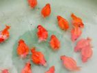Pearlscale Goldfish