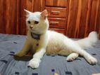 Persian Female Cat
