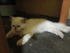 Persian Female Cat