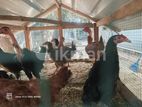 Farm Chicken