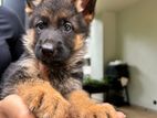 German Shepherd Puppies