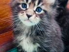 Pedigree Maine Coon Kittens