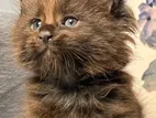 Pedigree Maine Coon Kittens