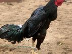 Assel Rooster