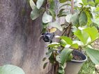 පේර පැල(ඵල දරන)