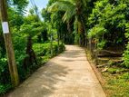 පේරාදෙණිය – කිරිබත්කුඹුරෙන් පර්චස් 26.9 ක අගනා තේ ඉඩම