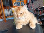Persian Cat