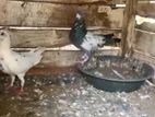 Pigeons