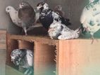 Pigeons