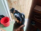 Pigeon
