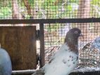 Pigeons