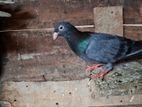 Pigeon
