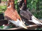 Pigeons