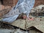 Pigeon